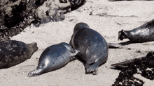 Seal Meal GIF - Seal Meal Milk GIFs