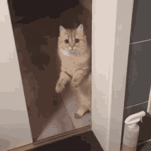 Cat Leaving GIF - Cat Leaving Leave GIFs