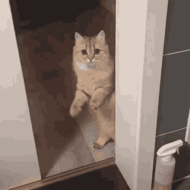 Cat Leaving GIF - Cat Leaving Leave GIFs