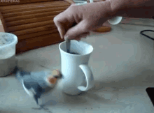 birds bird ring around the rosie coffee cockatiel