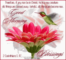 Good Morning Blessings GIF - Good Morning Blessings Flower GIFs
