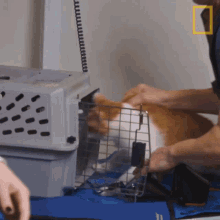 Get Back To Cage National Geographic GIF - Get Back To Cage National Geographic Yukon Vet GIFs