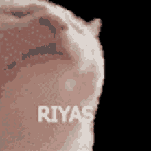 Riyas Cat Meme Cat GIF - Riyas Cat Meme Cat Riyas GIFs