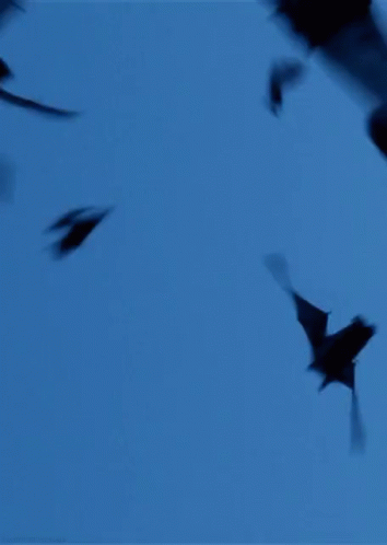 bats-swarming.gif