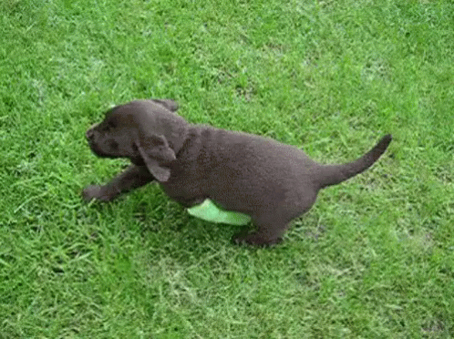 Awww GIF - Puppy Limp Cute - Discover &amp; Share GIFs