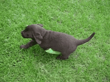 Awww GIF - Puppy Limp Cute GIFs