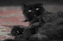 bedknobs and broomsticks cosmic creepers bedknobs and broomsticks bedknobs and broomsticks cat cosmic creepers bedknobs and broomsticks cosmic creepers bedknobs and broomsticks bedknobs and broomsticks cat cosmic creepers