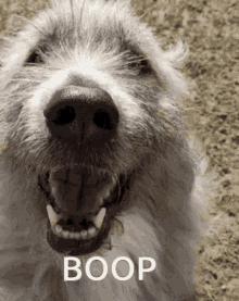 Boop Kratu GIF - Boop Kratu Dog Smile GIFs