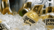 Corona Beer GIF - Corona Beer Drink GIFs