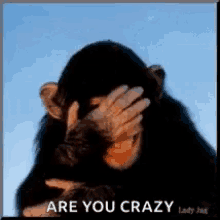 Funny Face Are You Crazy GIF - Funny Face Are You Crazy Funny Animals GIFs