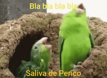 saliva de perico blah bird