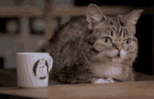Cat Tea GIF - Cat Tea GIFs