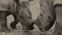 Now They Have A Strong Brother Bond Meet Six Rescued Rhinos That Survived Poaching GIF - Now They Have A Strong Brother Bond Meet Six Rescued Rhinos That Survived Poaching Bonding GIFs
