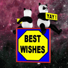 Best Wishes Yay GIF - Best Wishes Yay Panda GIFs