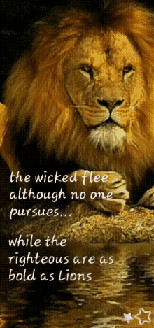 strong righteous proverbs lion