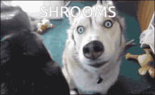 Shrooms GIF - Shrooms GIFs