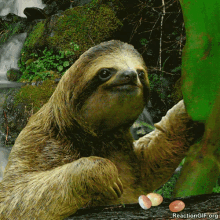Too Slow GIF - Too Slow Sloth GIFs