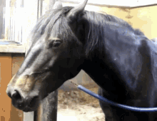 Grimace Horse GIF - Grimace Horse Horse Face GIFs