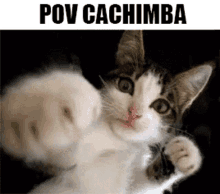 Cachimba Tonto GIF - Cachimba Tonto Monkey GIFs