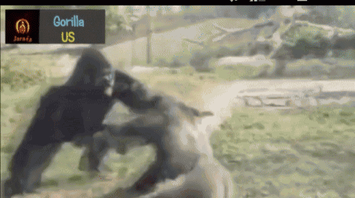 Gorila_fight GIF - Gorila_fight - Discover &amp; Share GIFs