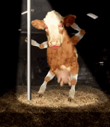 Cow Dance GIF - Cow Dance Funny GIFs