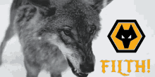 Wolf Angered GIF - Wolf Angered GIFs