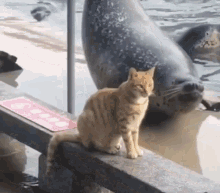 cat seal cat seal cat dosent care cattitude