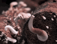 Mycelium Spreading GIF - Mycelium Spreading Network - Discover & Share GIFs