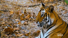 Tiger Headbutt Meet The Tiger Family GIF - Tiger Headbutt Meet The Tiger Family Nat Geo Wild GIFs