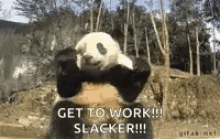 Baby Panda Eating Bamboo Gifs Tenor