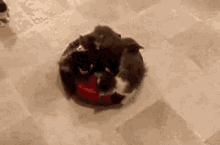 Kitty Cats Delivery Machine GIF - Cats Roomba Ride GIFs