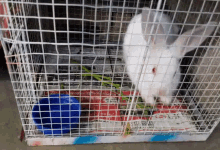 bunnies rabbit