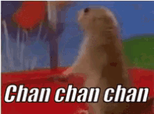Ardilla Dramatica GIF - Chan Chan Chan GIFs