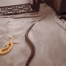 Snake Python GIF - Snake Python Crawling GIFs
