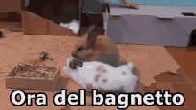 Coniglio Coniglietti Lavarsi Leccare Fare Il Bagno Coccole Amore Animali GIF - Rabbit Bunny Bath Time GIFs