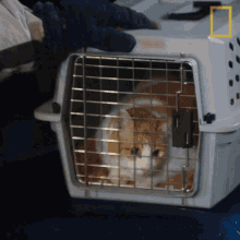 Cat In The Cage National Geographic GIF - Cat In The Cage National Geographic Yukon Vet GIFs