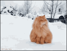 Ginger Cat Fat GIF - Ginger Cat Fat Fluddy GIFs