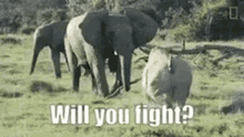 fight rino