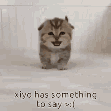 Xiyo Xiyo Kitty GIF - Xiyo Xiyo Kitty Miyo GIFs