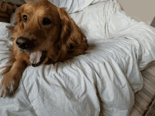 sherlock sherlockdog golden dog golden retriever