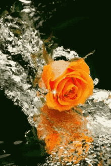 फूल गुलाब प्यार सुप्रभात GIF - Phool Gulab Pyar GIFs