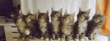 Cats Kittens GIF - Cats Kittens Dance GIFs