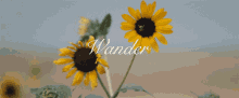 Sunflower Kevin Morby GIF - Sunflower Kevin Morby Wander GIFs