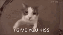 I Love Cats Meme Gifs Tenor
