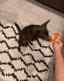 Pizza Dog GIF - Pizza Dog Pull GIFs