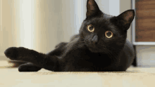 Blackat Blackcat Wow Black Cat Wow GIF - Blackat Blackcat Wow Black Cat Wow GIFs