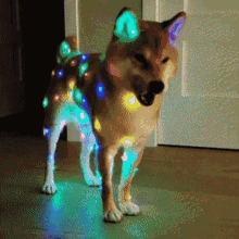 lights doggo