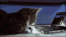 Catception GIF - Cat Inception Funny GIFs