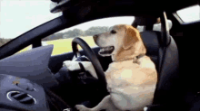 Dog Driving GIF - Dog Drive Car GIFs