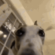 Dog Dog Reaction GIF - Dog Dog Reaction GIFs